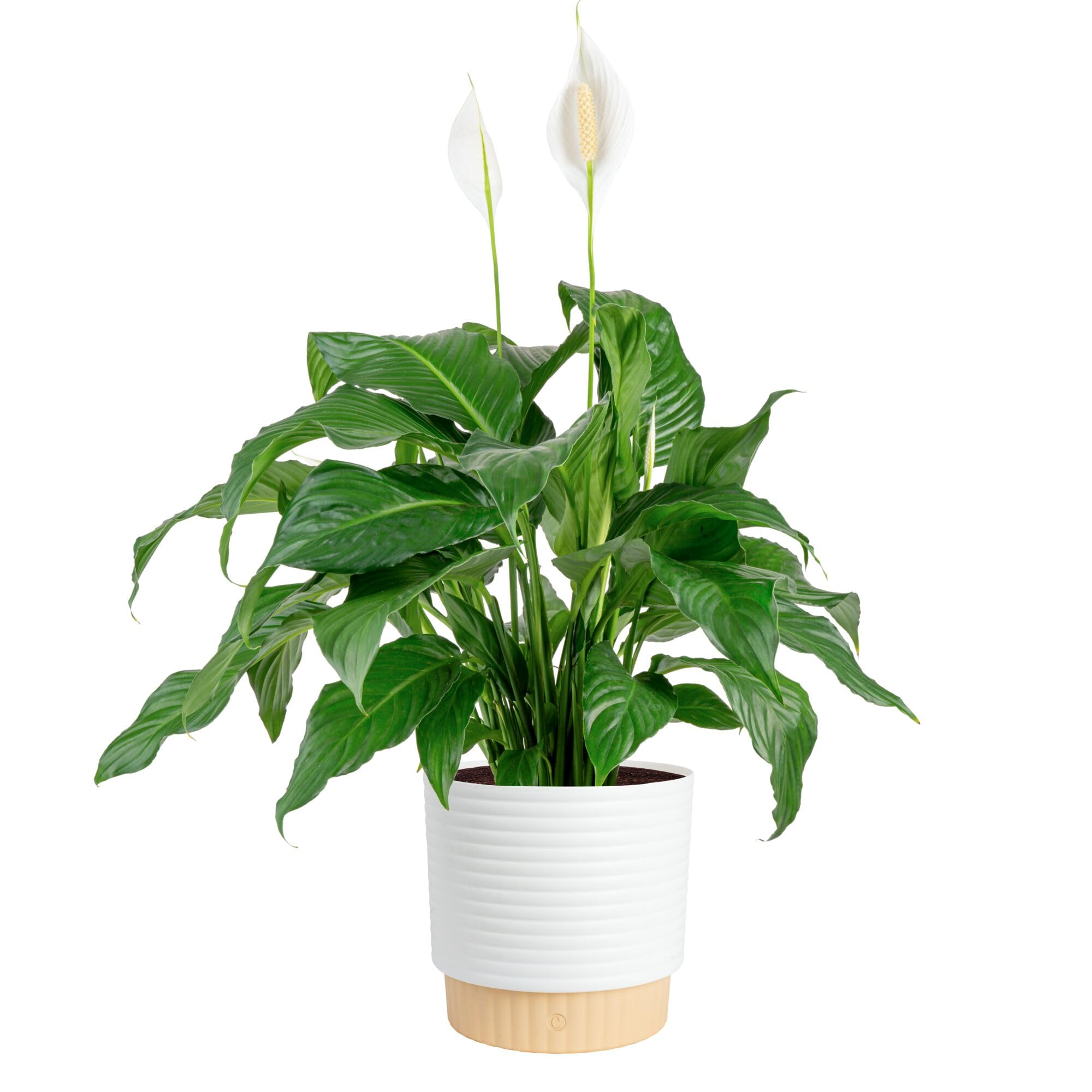 Amazon.com : Costa Farms Peace Lily Live Plant in Decorative Pot